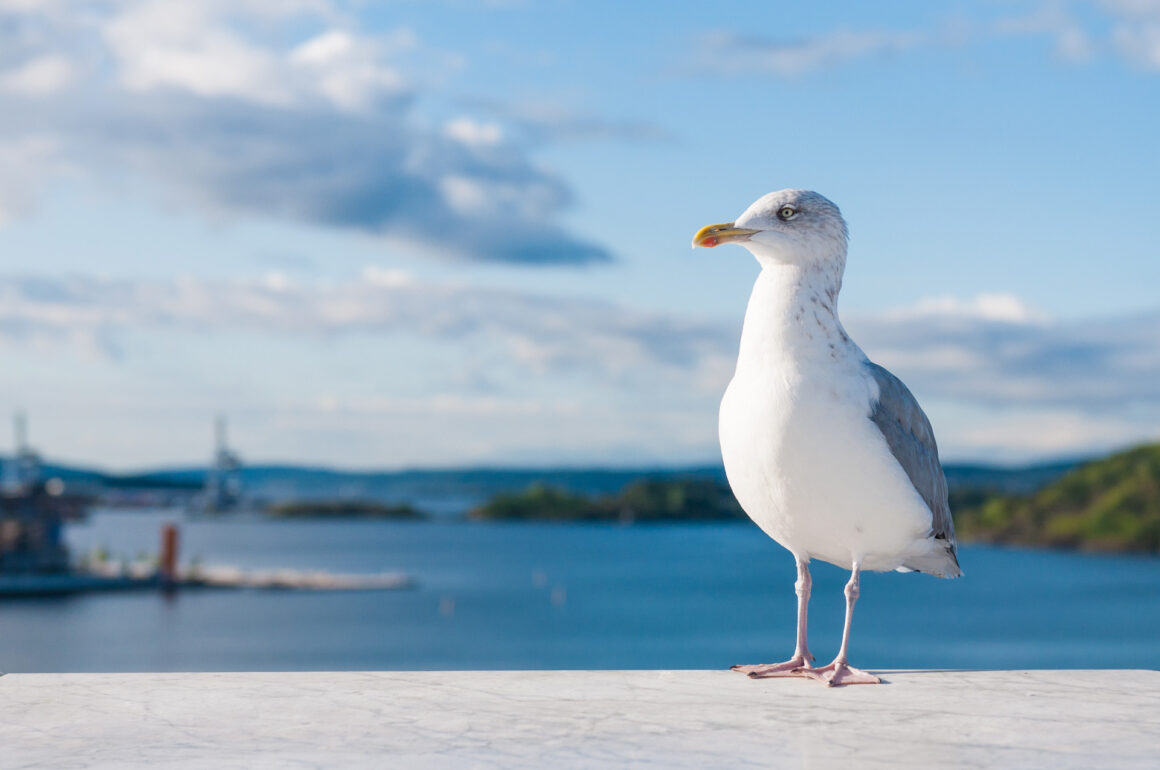 Protecting Our Oceans