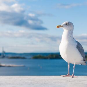 shutterstock_1684031629 Protecting Our Oceans