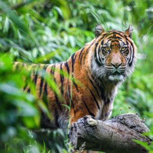 shutterstock_2176533185_rev Must Love Dogs