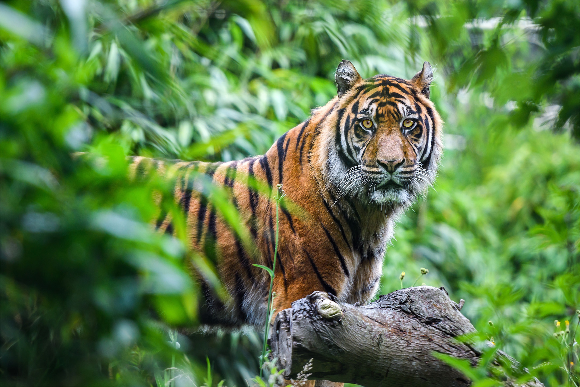 shutterstock_2176533185_rev Must Love Dogs